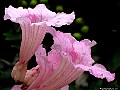 Pink trumpet flowers, File# 8260. Photographer: Susan